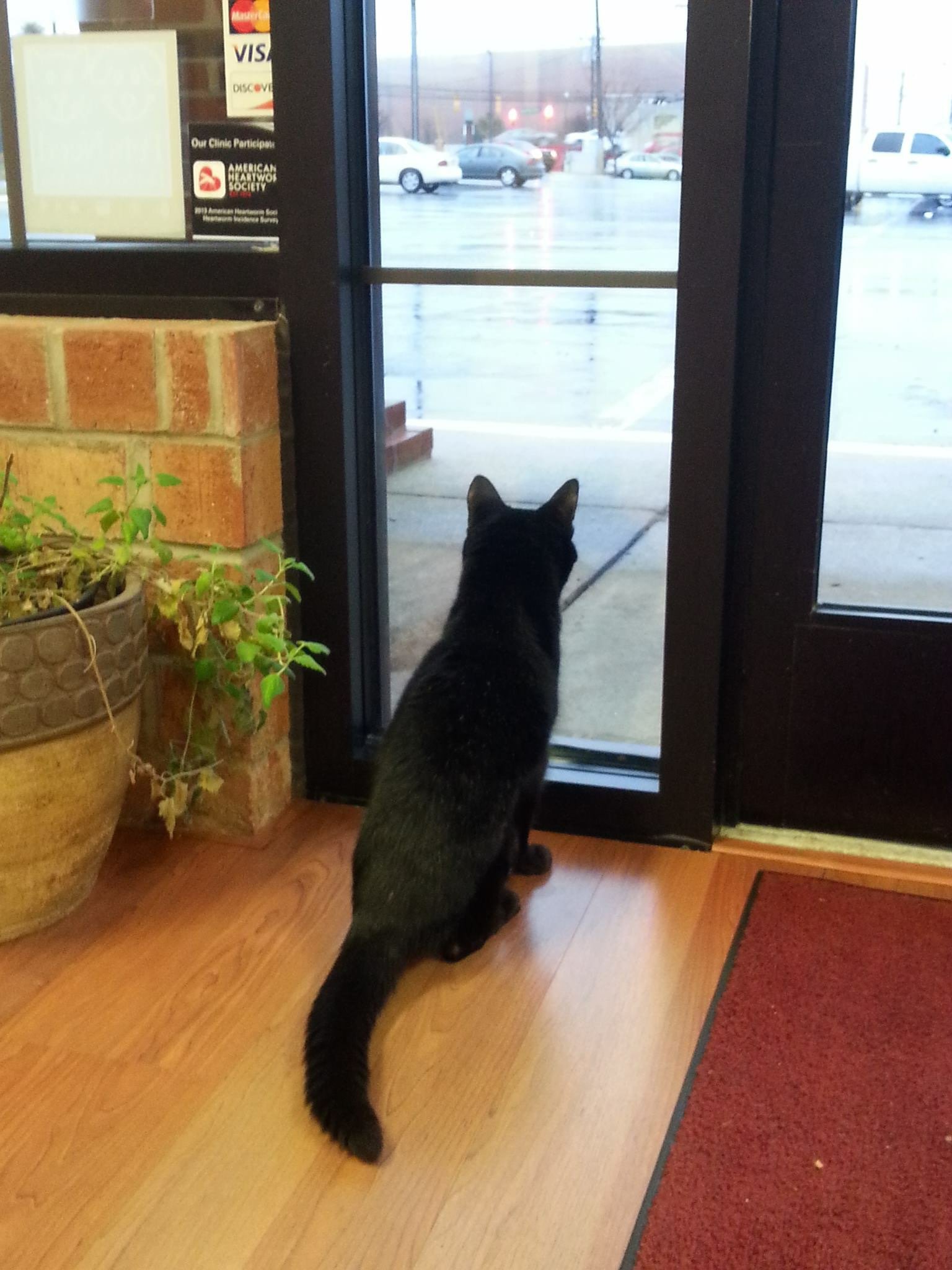 The Cat Clinic of Greensboro Your Neighborhood Veterinarian Clinic